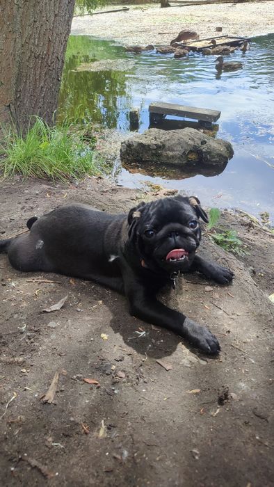 Мопс щенки срочно недорого! КСУ, PDE-NN