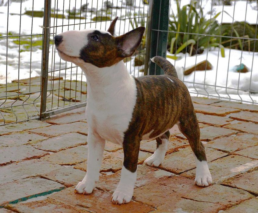 Дівчинка Мініатюрний бультер'єр\ Миниатюрный бультерьер