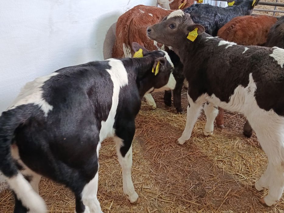 Jałówki Mięsne Mieszańce 60-100kg