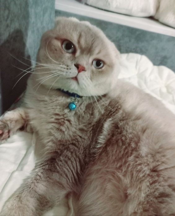 Чекає кицюнь!Чистокровний блакитноокий красень фолд !