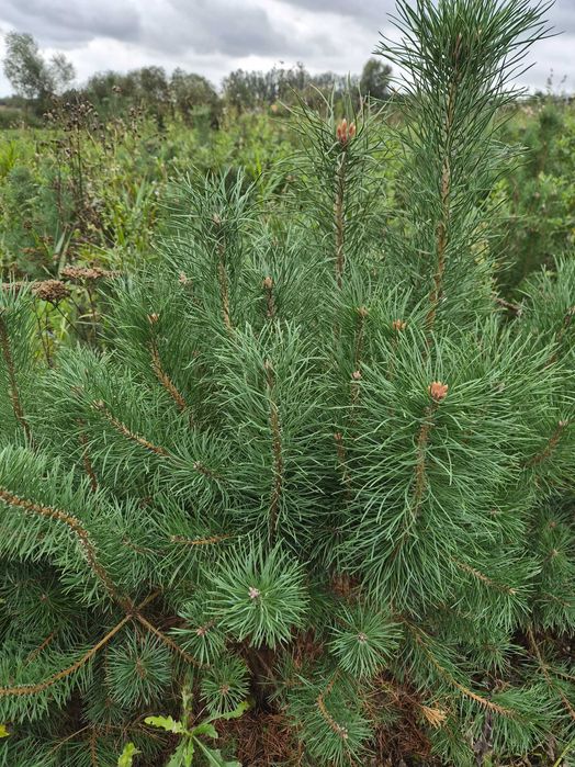 Sosna pospolita zwyczajna 4letnia sadzonki sosna