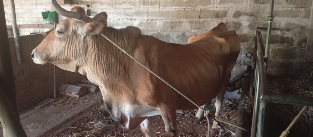Vaca  raça marinhoa