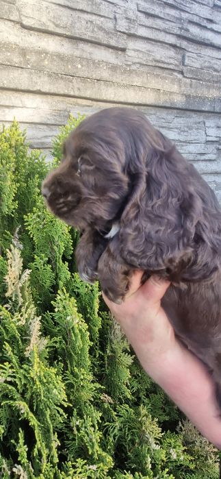 Cocker spaniel angielski