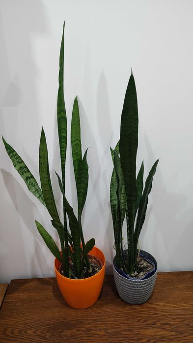 Kwiatek doniczkowy sansewieria szabla język teściowej cena za 2 sztuki