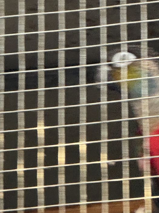 Pyrrhuras perlata “ Macho “!!