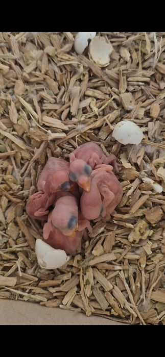 Ring necks para criar a  mão