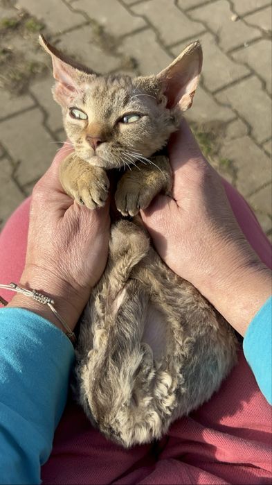 Slodki kocurek Devon Rex