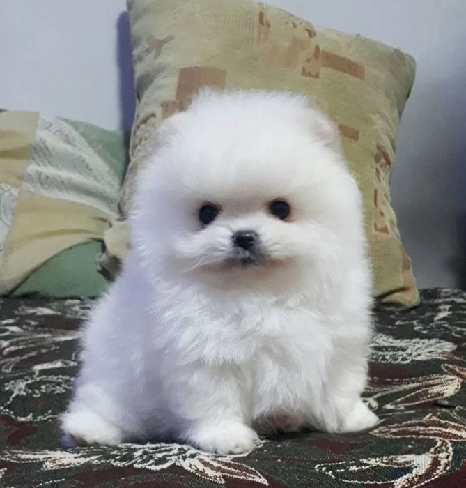 Мальчик белоснежный супер мини