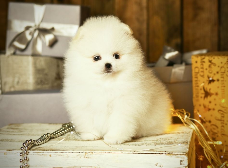 Білі цуценята померанські шпіци в типі ведмежатко з документами.  Шпіц