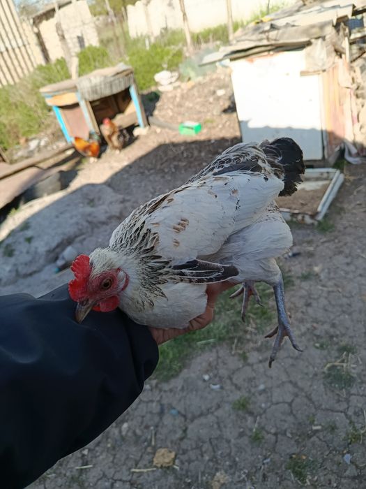 Яйцо инкубационное бентамка