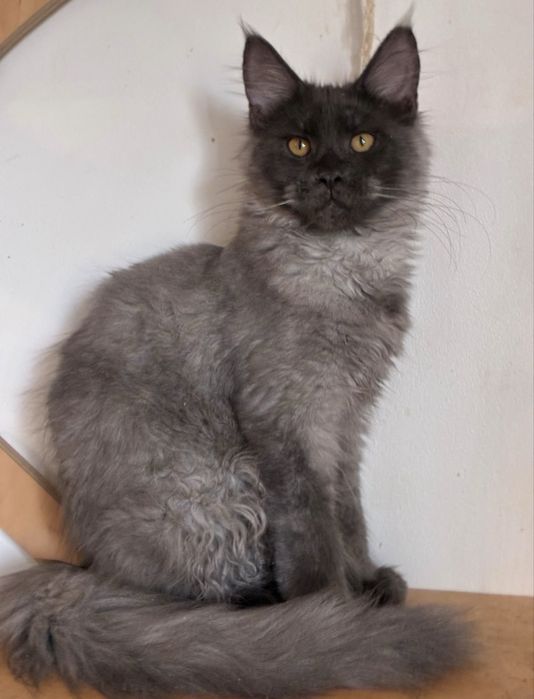 kotka niebieska ze srebrem maine coon