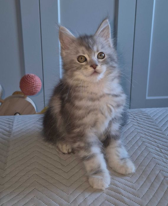 Śliczna kotka Maine Coon , srebrna FPL