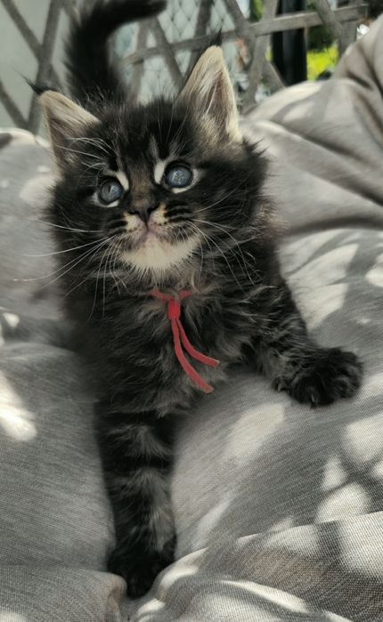 Kocieta Maine coon  kotki do odbioru w lipcu możliwa opcja do hodowli