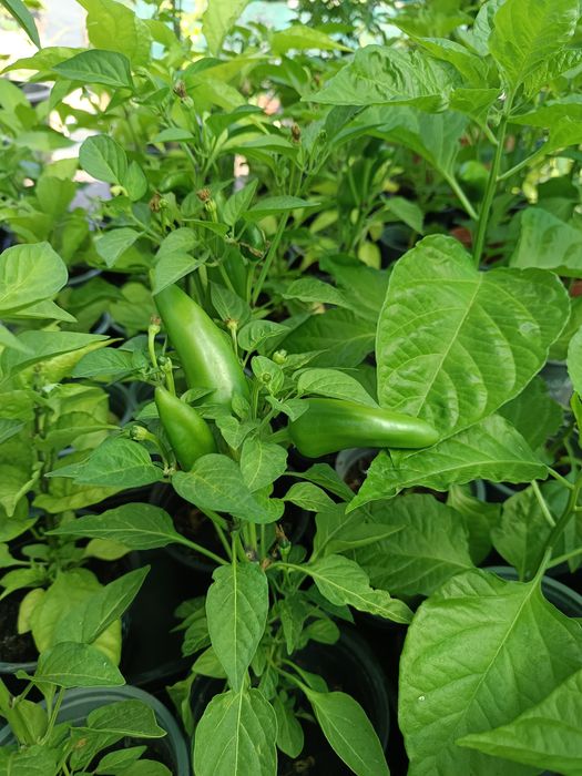 Plantas de Pimenta / Malaguetas raras