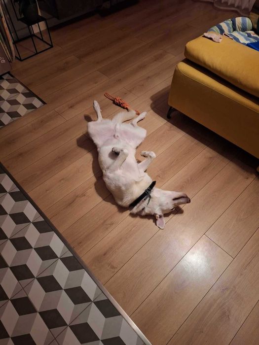 Oddam psa za darmo w dobre ręce