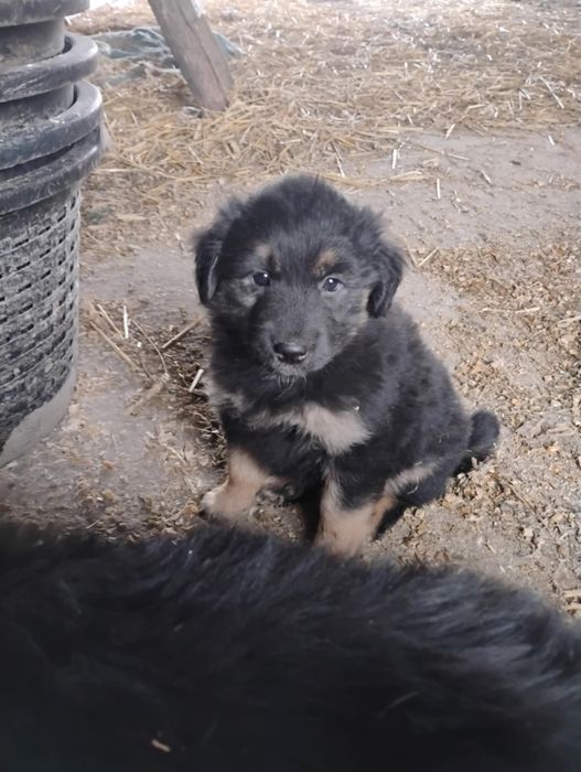 Oddam w dobre ręce  szczeniaka