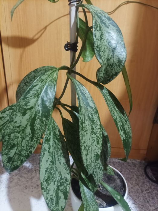 Шикарна хойя Германі