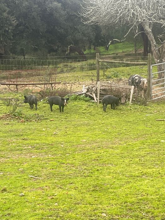 Leitoes para venda 4 meses