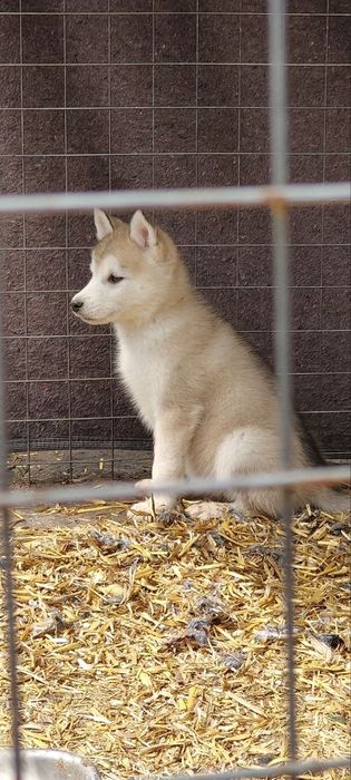 Щенки Сибирский Хаски Бесплатно