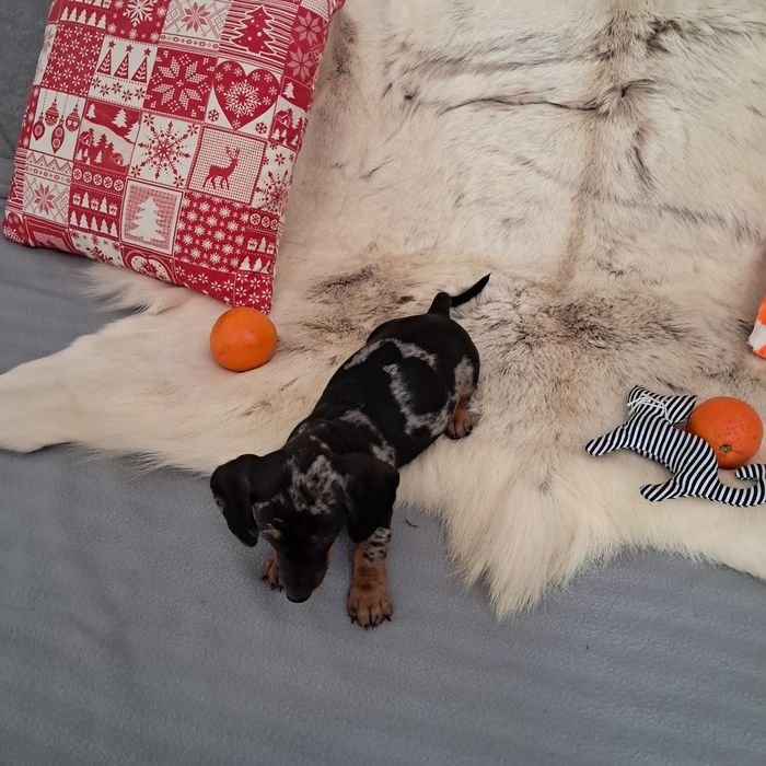 Jamnik miniaturowy  merle suczka