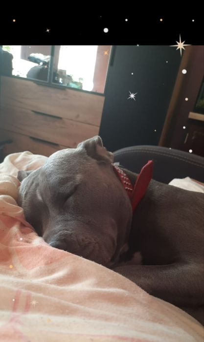Oddam Nele do adopcji 5 letni amstafblu