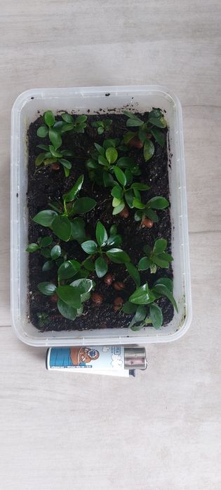 Продам анубиас 2 вида