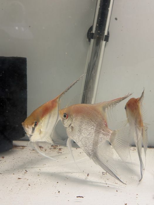 Skalary manacapuru po rodzicach od Simona