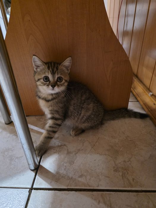 Британське прямовухе кошенятко