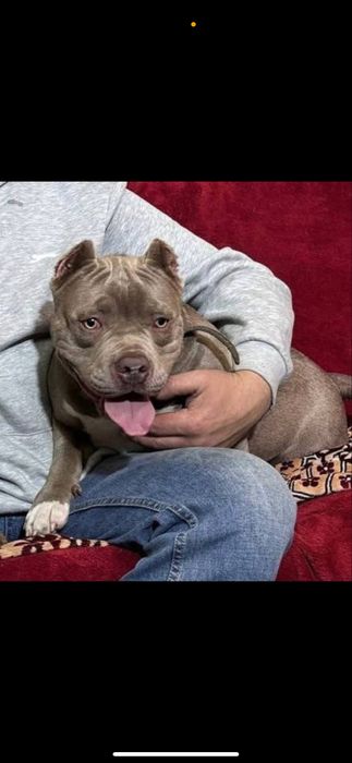 Пропоную для вʼязки американського булля