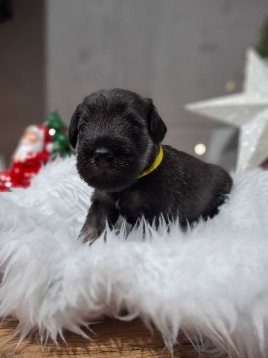 Sznaucer miniaturowy pieprz i sòl