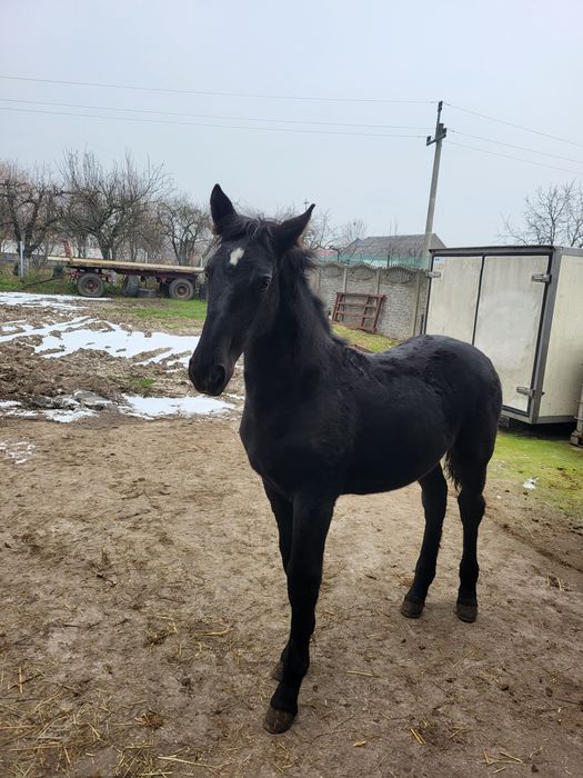Sprzedam ogierka śląskiego