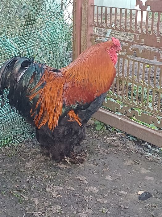 Kogut kochin olbrxymi