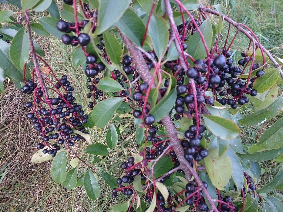 Czeremcha na rok 2024 ,owoce czeremchy, głóg,dzika róża, kalina,dereń,