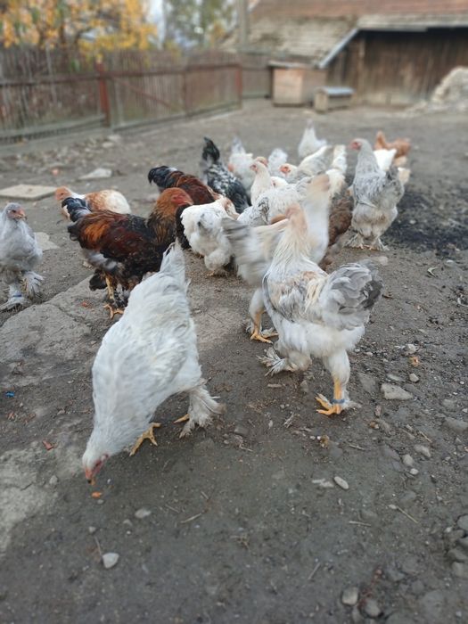 Koguty kurki Brahma 9Srebrny Izabel kuropatwiany Białozłotołuskowany