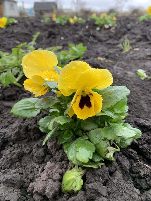 Продаю квіти віола-братчики.