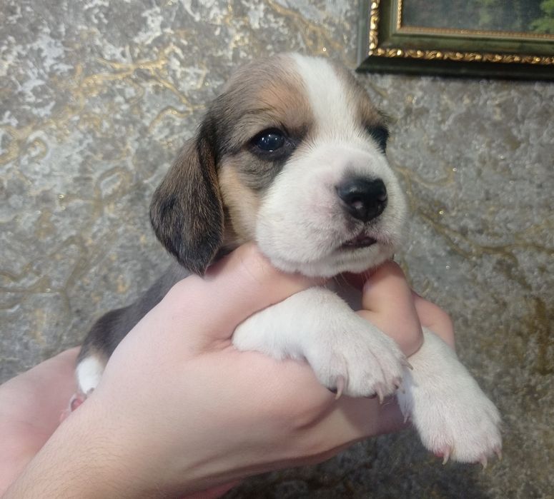 Цуценята бігля хлопчики і дівчатка