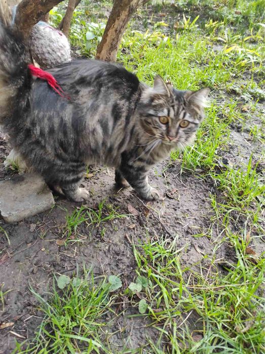 Кошечка ищет дом