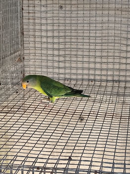 Aves ring neck lóris