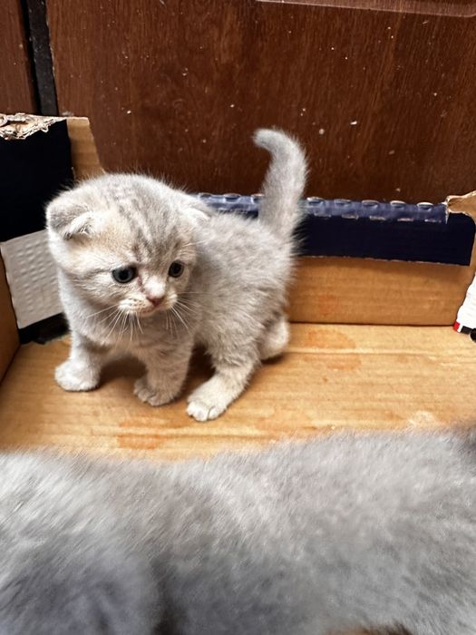 Кіт шотландський