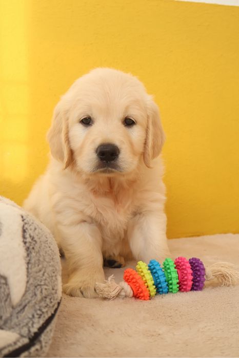 Golden Retriever
