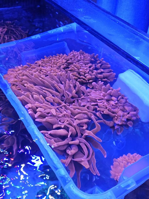 Ukwiał entacmaea quadricolor super red czerwony. Akwarium morskie