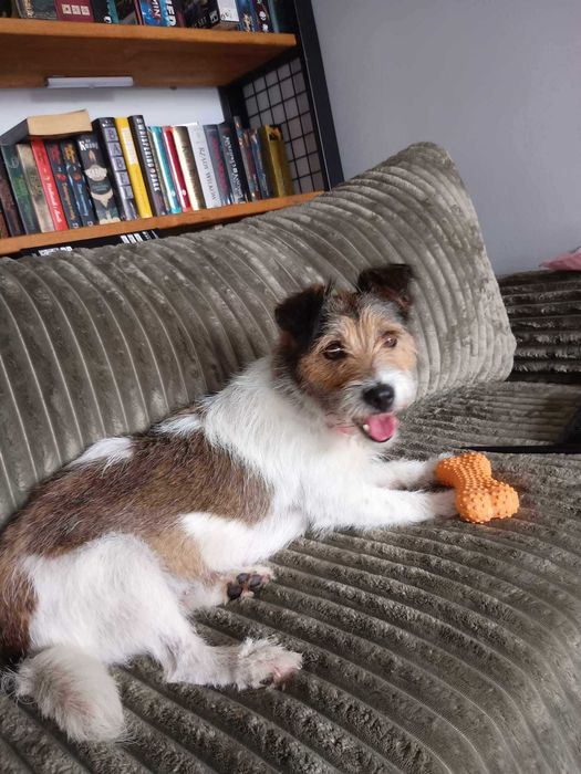 Daisy czeka na swój dom