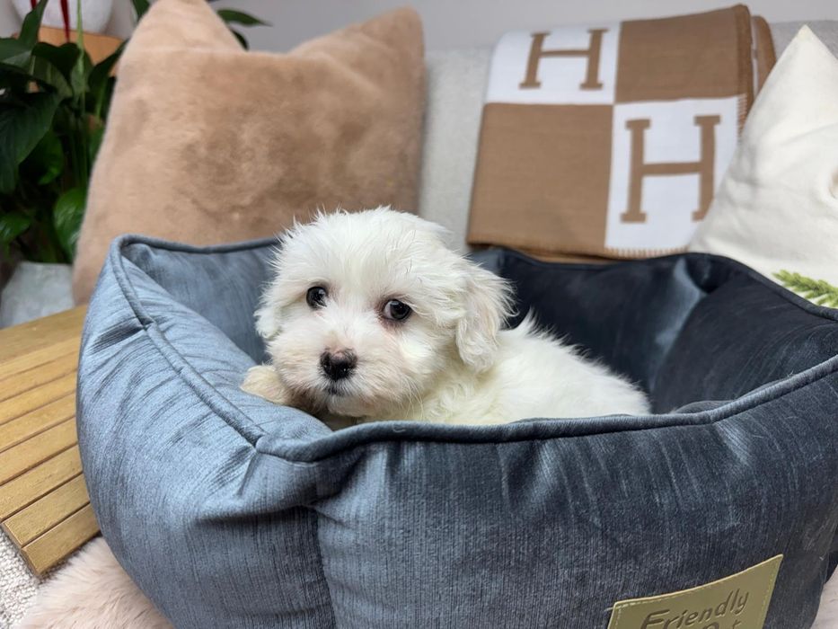 maltanczyk szczeniak