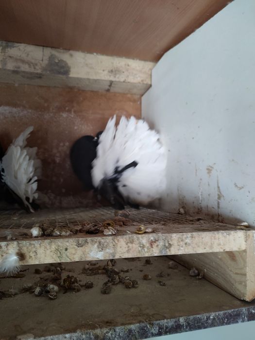 Pawik pawiki czarny biały ogon