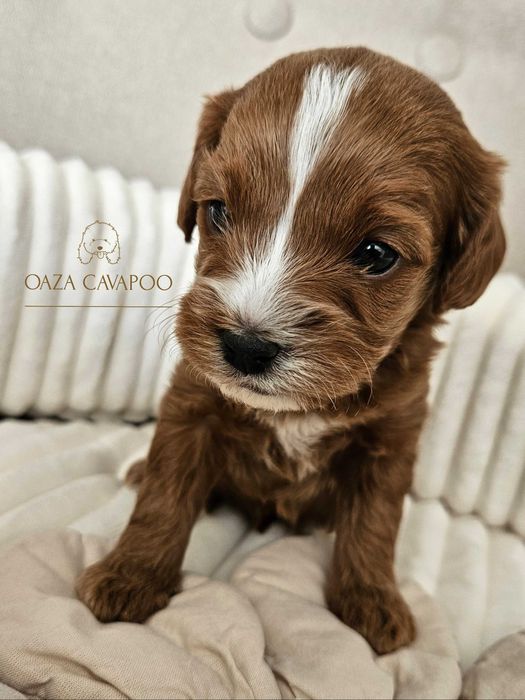 Cavapoo F1B Chłopiec
