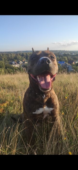 Вязка питбультерьера