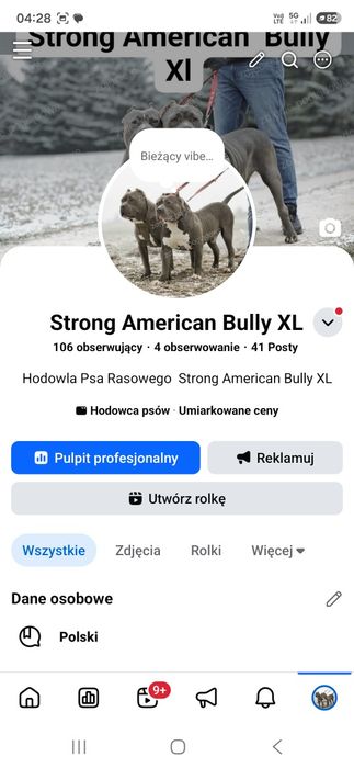 Piękny piesek american bully xl