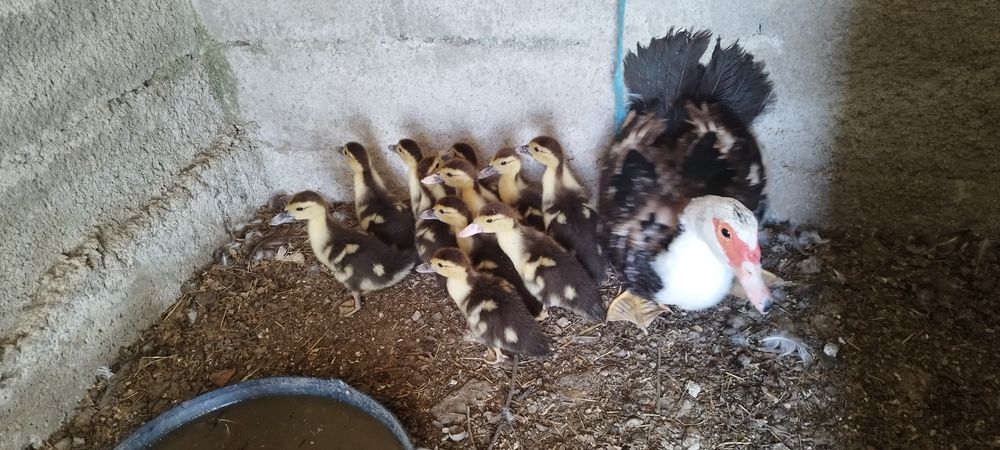 Vendo patos com 1 mês ( nascidos a 9 de julho)