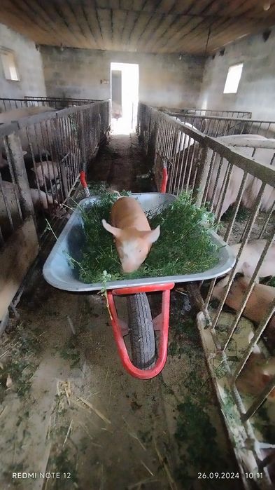 Продам малих поросят ціна вказана за 1шт