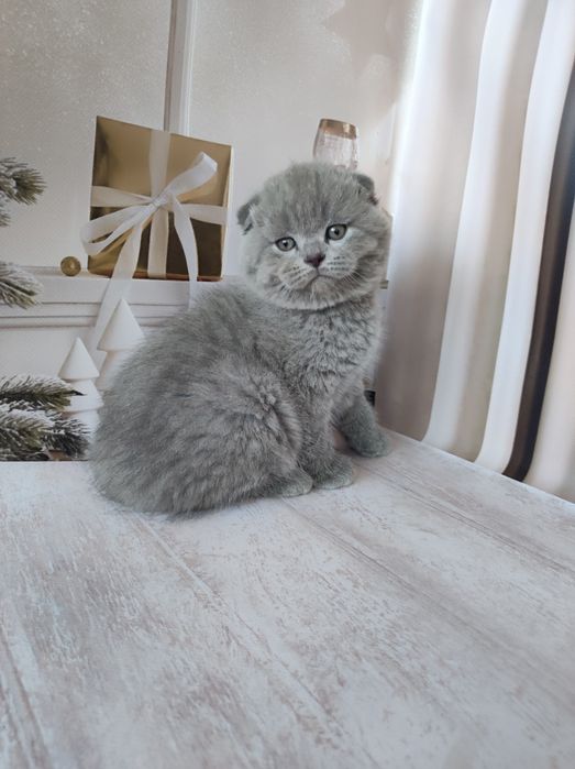 Шотландські кошенята